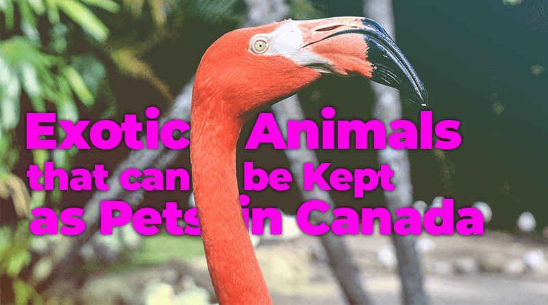 Exotic Pets in Canada - A List of Pets that are Legal To Own in Canada -  Daily Tings